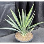Agave sisalana (variegated) 3-gallon pots